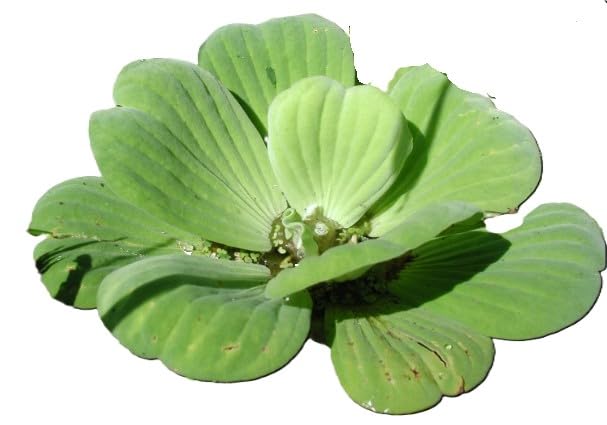 Floratica Water Lettuce (Pistia Stratiotes) -XLarge- Live Aquarium Plants Tropical Fish Tank Oxygenating Floating Shrimp Safe Snail Free (5)
