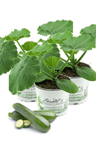 3er Set Zucchini Pflanze grün (Cucurbita pepo) Marktfrische Zucchini Pflanzen