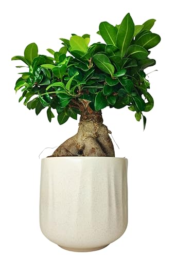 Purificazione dell'Aria: Come altre piante del genere Ficus, il Ginseng Ficus aiuta a migliorare la qualità dell'aria interna filtrando le tossine.