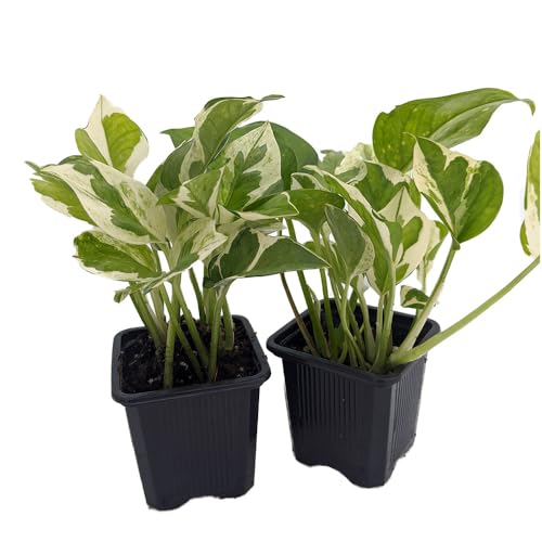 N Joy Pothos - Epipremnum aureum - 2 Plants 3"