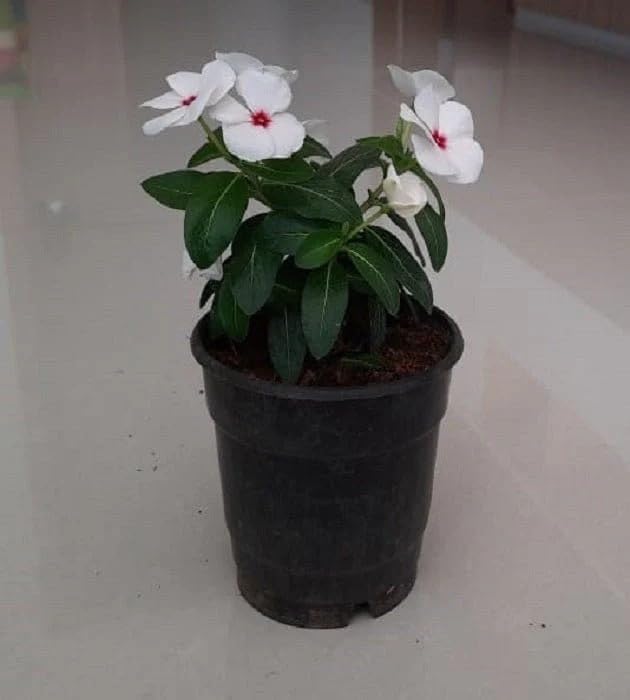 Image of Live Sadhabahar Plant with Plastic Bag | Evergreen Flowering Periwinkle Plant with White & Pink Blooms | Sadabaahar Flower Plant for Home Garden Balcony Outdoor