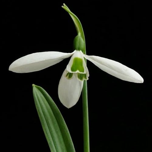 Page de couverture de The Autumn Shift: Hibernaculums, Snowdrops, and Jane Austen