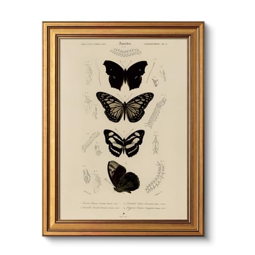 VIYYIEA Gold Framed Art Prints,12x16Inch, Butterfly Entomology Vintage Art Painting,