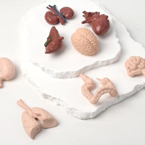 Image of Miniature Body Parts Mini Human Body Models, 3D Body Parts Set 8pcs Anatomy and Physiology Tools