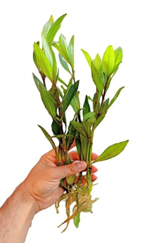 Floratica HYGROPHILA Corymbosa - XLarge - Rooted Live Aquarium Aquatic Plants Fish Tank (5)