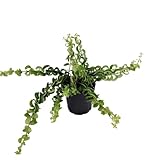 Curly Lipstick Plant - Aeschynanthus Rasta - Easy Blooming House Plant -4' Pot