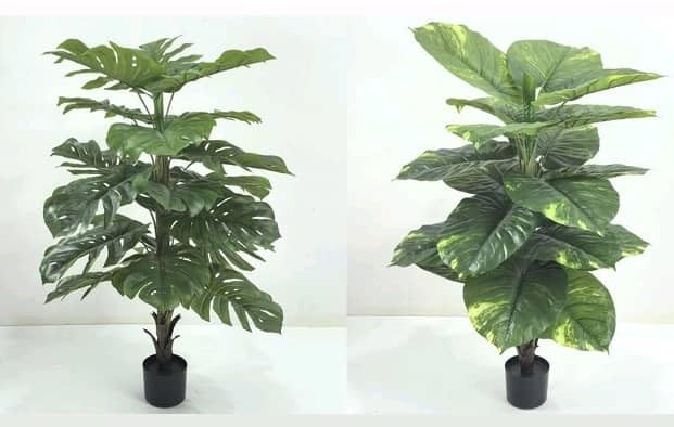 monstera aureum Monstera Deliciosa | Same Day Delivery
