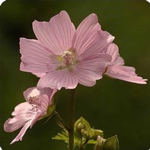 Pink Musk Mallow ~25 Seeds – Malva moschata ‘Rosea’, Non-GMO Perennial, 55-65 Days, Edible Flowers, Cold Hardy Zones 3-8, Full Sun, 24-36” Tall – Wildflower, Cottage, Cut Garden Use