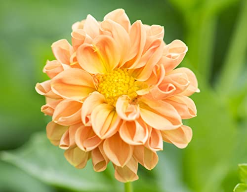 500+ Mix Colors Zinnia Seeds For Planting Outdoors, Heirloom Non-Gmo 90% Germination, Open Pollinated, Wonderful Gardening Gifts #TOP3