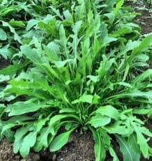 See full amazon price history chart for Indica Imported Rocket Salad Leaves(75 Seeds) Indica Imported Rocket Salad Leaves(75 Seeds) (B00KJFG94C) Amazon Price History, Amazon Price Tracker