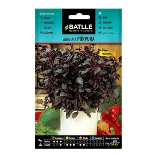 Semillas de Albahaca púrpura - Calidad y Versatilidad ?