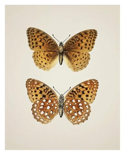 Imprimés d'insectes vintage et poster papillons pour mur salon 30x40
