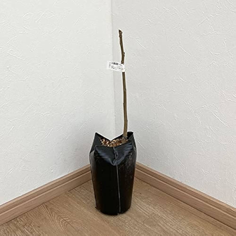 信濃クルミ　３年以上。1苗 25年10月中下旬予約]クルミ：信濃クルミ（しなのくるみ）実生苗