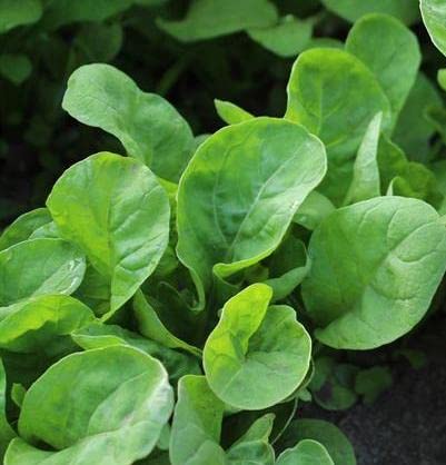 30 Seeds Arugula Sparkle Eruca Sativa edlcy (Seeds)