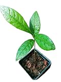 Miracle Fruit (Synsepalum dulcificum) – Live Seedlings & Fresh Seeds – Unique Tropical Berry Plant That Makes Sour Foods Taste Sweet (3 Seedlings / 1 Order)