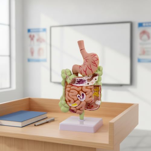 Aparato digestivo didáctico Molo con estómago codificado para un aprendizaje visual 2