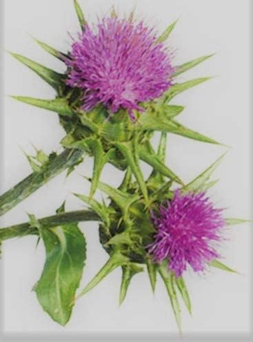Hillbutiveda Milk Thistle Seeds | Milk Thistle Seeds for Boosting Liver Health and Lowering Cholesterol | Promotes Skin Health | Weight Management | (900gm) 2