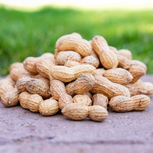 Desert Valley in-Shell Peanuts, Premium All Natural Wild Bird and Wildlife Food for Squirrels, Chipmunks, Cardinals, Jays, Woodpeckers and More (10-Pounds)