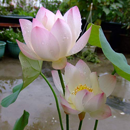Adarl 10pc/Package Pink Lotus Seeds Ornamental Plants Seeds Courtyard Garden with Flower Seeds Professional Pack