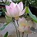 Adarl 10pc/Package Pink Lotus Seeds Ornamental Plants Seeds Courtyard Garden with Flower Seeds Professional Pack
