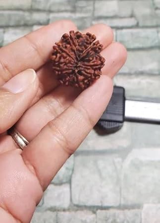 UrusGems Durga Maa Blessed 9 Mukhi Nepali Rudraksha Original Certified Nav Mukhi Rudraksh Brown Bead for Making Mala Bracelet