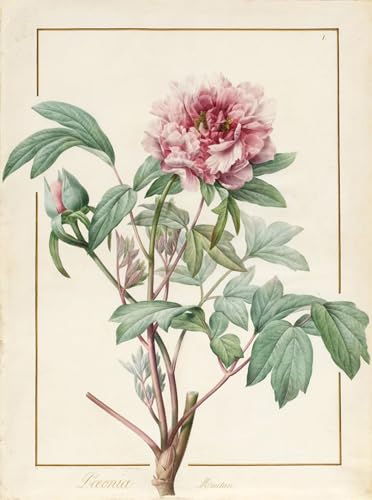 Pintura de Paeonia Montan en lienzo de Pierre Redouté, cuadro decorativo de 60x90cm