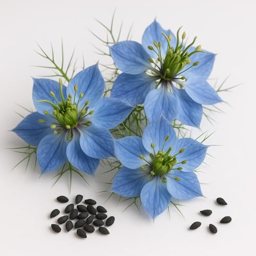 2 x 250 ml Bio Schwarzkümmelöl ungefiltert von Vegablum, Hoher Thymochinongehalt bis zu 3.200 mg, 1. Kaltpressung, frisch, ägyptische Saat