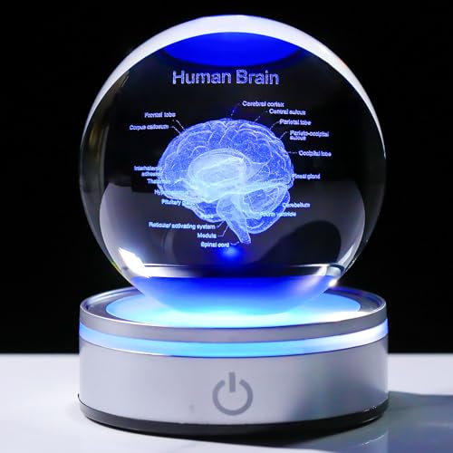 Enjinkail Brain Gifts for Neurologist, Laser Ethced Human Brain Anatomical Model 3D Crystal Ball, Brain Surgery Gifts for Doctors, Physiology Graduation Gifts for Medical Students for Christmas