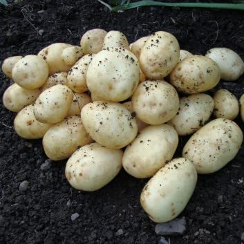 First Early Seed Potatoes EPICURE, Very Early Variety,X20 Tubers, Ready for Planting Now