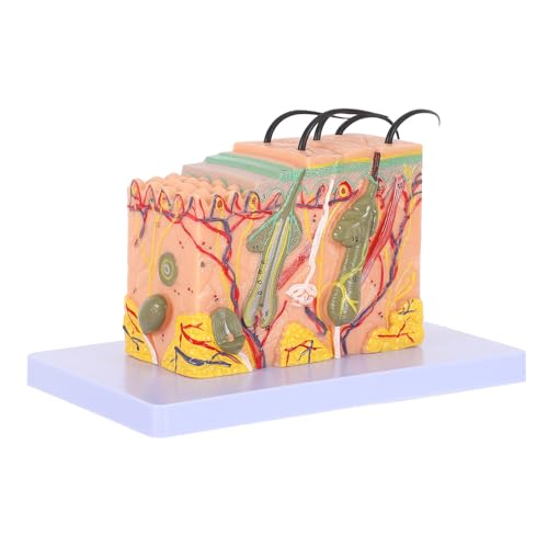 Modèle anatomique peau 35X KICHOUSE haute fidélité pour démonstration médicale rigoureuse