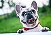 Jigsaw Puzzle| Bulldog francese Jigsaw | 300 Pezzi di Puzzle