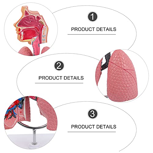 Image of TEHAUX Human Lung Model, 3D Respiratory Lung Model, Human Nasal Cavity Throat Anatomy Tool for Teaching, PVC Material, Multi-Color, 10.6 X 4.7 X 4.7 Inches