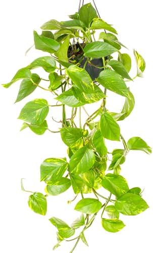 Epipremnum Aureum - Potus, Pothos o Potos | Planta Colgante de In...
