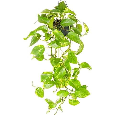 Epipremnum pinnatum Aureum - GardenersDream Cover