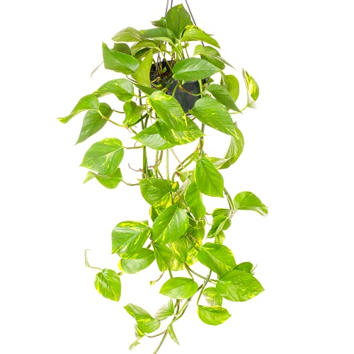 1 x GardenersDream Epipremnum Aureum Plant - Live Devil's Ivy Indoor Trailing Plants - Decorative Hanging Indoor Plants for Home and Office - Gifts for Plant Lovers (15cm Hanging Basket Included)