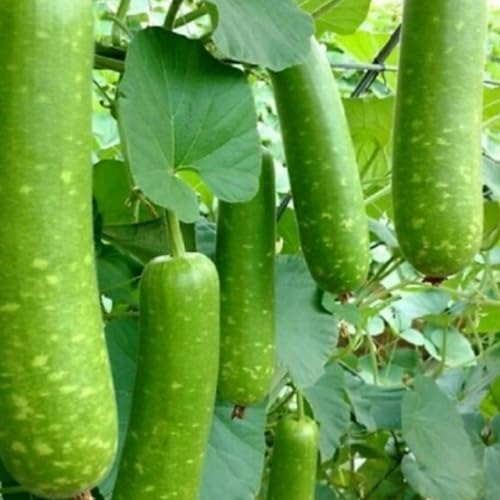 4 Pack x 26 Seeds - Long Bottle Gourd Seeds for Planting - Calabash Or Opo Squash Seeds | White-Flowered Gourd Squash Lauki Doodhi Seeds | Lauki Or Dudhi Sponge Gourd Cucuzza Seeds