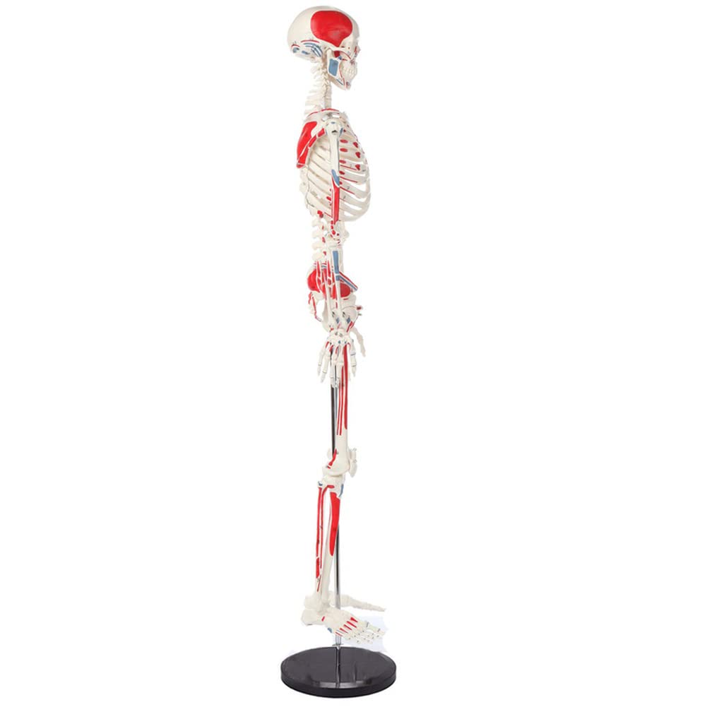 Anatomie Modell，Anatomie Modell，85 cm großes menschliches Skelettmodell, muskulöses, bemaltes anatomisches Skelett, für den Einsatz im naturwissenschaftlichen Unterricht