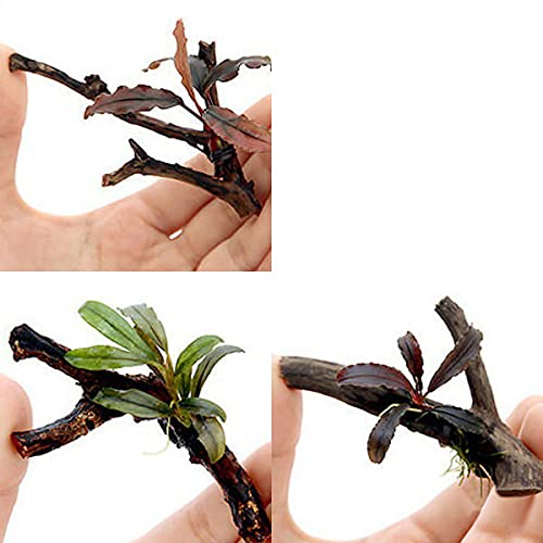 Amazon.co.jp: （水草）おまかせブセファランドラ1株付きミニ流木（約