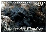 Bouvier des Flandres (Tischkalender 2026 DIN A5 quer), CALVENDO Monatskalender: Bouvier des Flandres - Kamerad, Freund und Kumpel (CALVENDO Tiere)