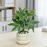 Artificial Money Tree Plant Office Desk Decor for Women, Fake Potted Plant in Ceramic Pot, Tabletop Accessories for Office, Bathroom, Living Room, Coffee Bar, Gift for Coworkers & Housewarming