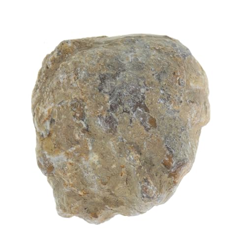 LIFKOME Natural Size Specimen Shell Archaeological Study Tool Classroom Teaching Material for Paleontology Enthusiast