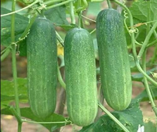 Buy4seeds 6 Seeds Shosha F1 Hybrid (Kira/Cucumber) - Bangladeshi Asian Thai Vegetable Easy to Grow