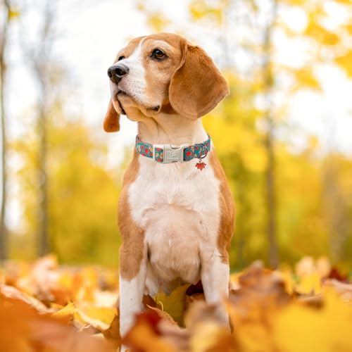 Image of Fall Dog Collar for Small Medium Large Dogs-Adjustable Autumn Leaf Print Dog Collar with Maple Charm, Cute Seasonal Pet Collars with Quick Release, Soft Durable Puppy Collars