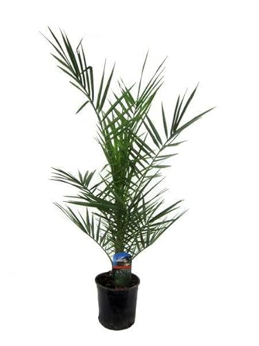 Palma da dattero canarino – Phoenix Canariensis – Pianta d'appartamento – 80 cm – Ø 15 cm