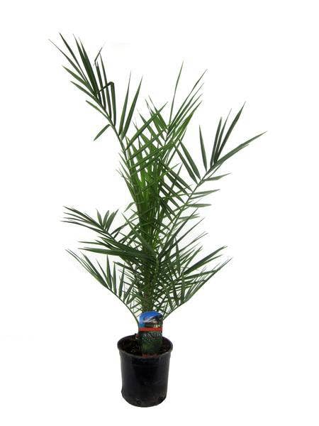 Phoenix Canariensis – kanaryjska palma daktylowa – egzotyczna roślina pokojowa i doniczkowa – palma do ogrodu, na taras i do mieszkania – Ø 15 cm – 80 cm