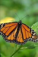 Monarch Butterfly Notebook: Orange, Black, Butterfly (Journal, Composition Book, Diary, Log Book) (6 x 9" Medium) (Insects) (Volume 1) 1548110809 Book Cover