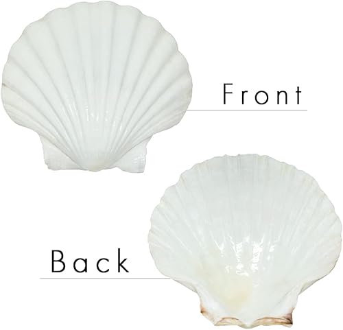 Miniatura 2 de 10 unidades de conchas de vieira grandes de 4 a 5 pulgadas para hornear, conchas marinas grandes de vieira blanca natural de Sea Beach para