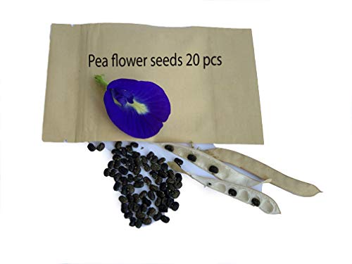 20 Blue Butterfly Pea Plant Flower Seeds
