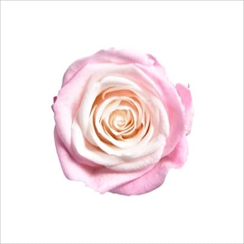 Millennium Art Pink/Burgundy Vermeil A Sister Maquillage 8 Wheeled, 直径約3.5-4cm、高さ約2.5-3cm