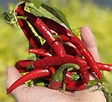 Szechwan Chile Plant Sichuan Chili Szechuan Heirloom Oriental Cuisine Pepper Premium Seeds for Planting Packet